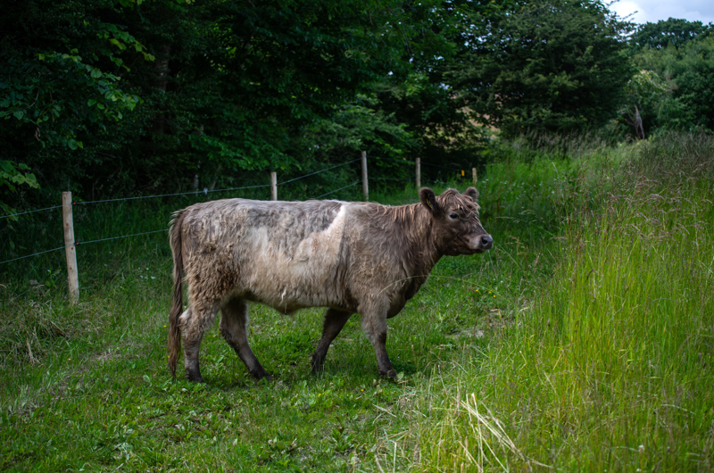 Kvæg ved Moesgaard.